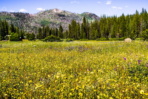 Preview: Wildflower covered meadow in Yosemite National Park, Sierra Nevada mountains, California