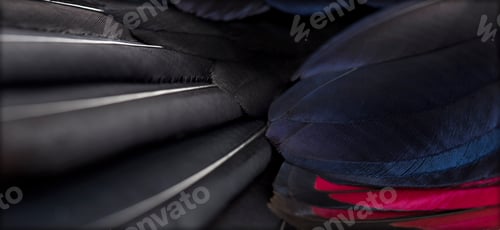 Preview: Close up of White-crested turacos, Tauraco leucolophus, wing