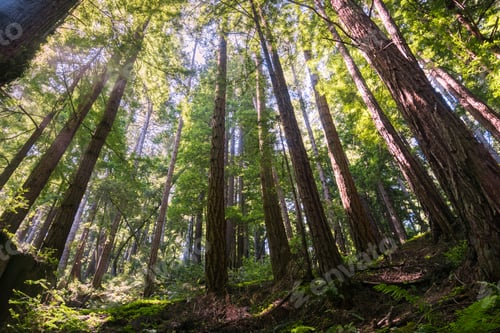 Preview: Redwood trees (Sequoia sempervirens) forest, California