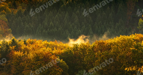 Preview: Colorful autumn leafy forest and pnetrees in background.