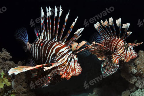 Preview: Two Lionfish in the Red Sea, Egypt