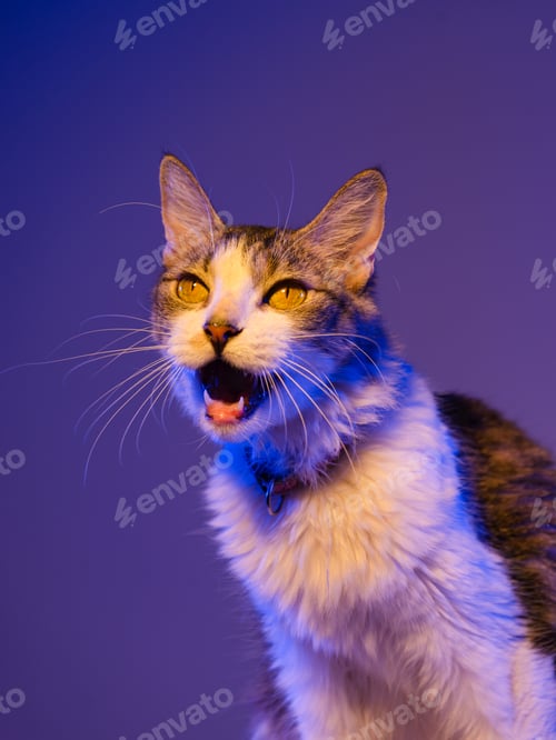Preview: Portrait of a long-haired cat, illuminated by neon blue and orange light