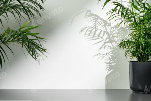 Preview: Palm leaves and shadows against white wall for background