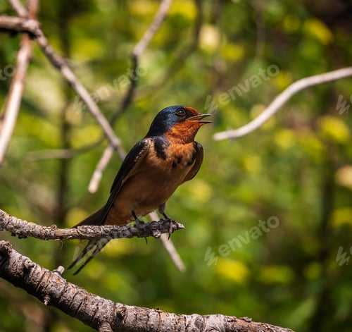 Preview: Barn Swallow singing while perched on a tree branch in the morning.