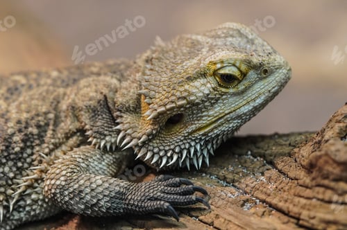 Preview: Close up head shot of a bearded dragon lizard.