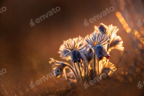 Preview: Black pasque flowers - Pulsatilla pratensis in early morning lights