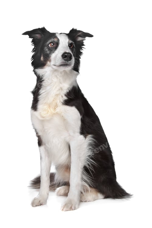 Preview: dog