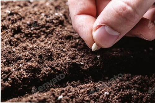 Preview: Closeup of a males hand planting seeds