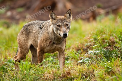 Preview: Solitary grey wolf wandering the mountains in summer and looking to camera