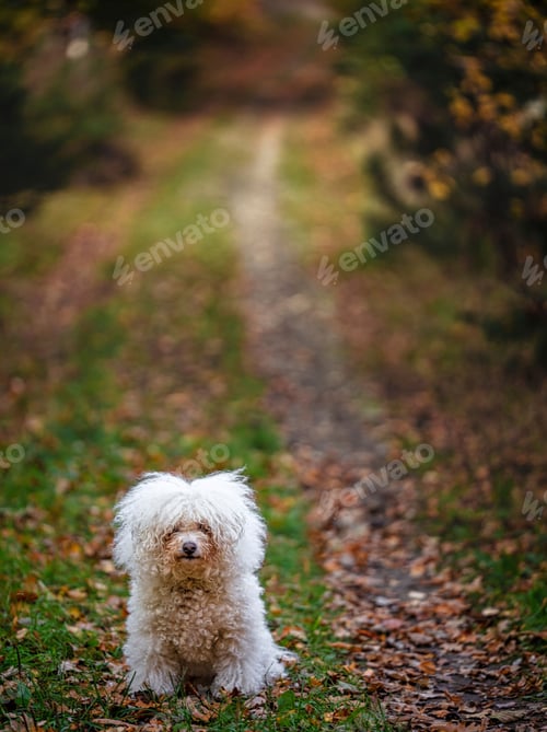 Preview: dog, bichon, puppy, dogs, hairy, pet