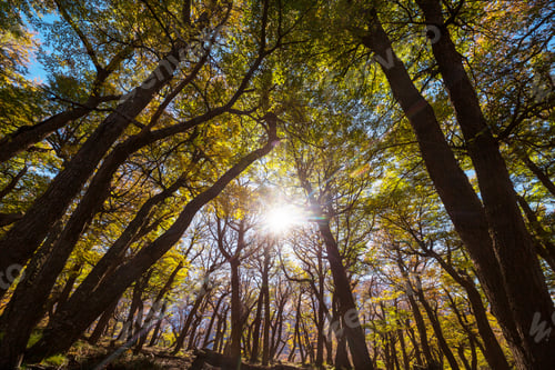 Preview: Autumn forest