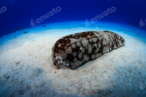 Preview: An underwater view of a sea cucumber resting on the ocean floor.