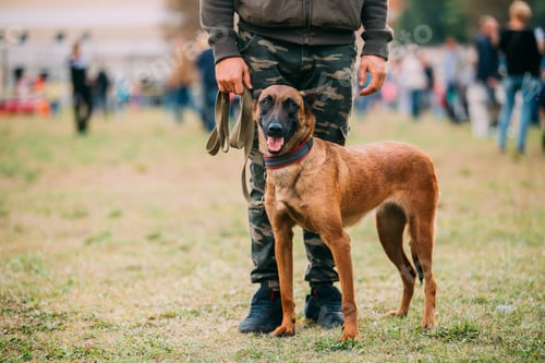 Preview: Handler Working With A Malinois Dog In Training In Summer Day