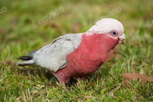 Preview: bird, cockatoo galah, parrot, pet