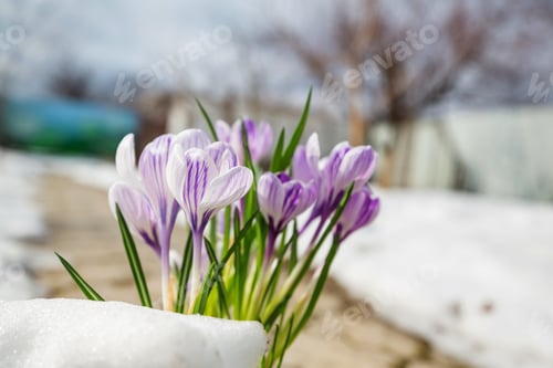 Preview: Spring Crocuses Bloom in Patches of Melting Snow