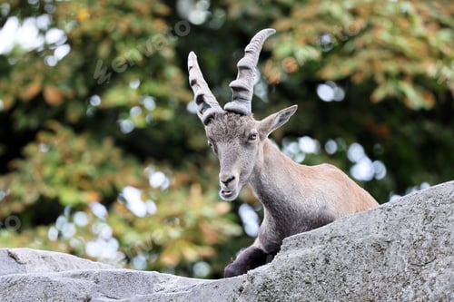 Preview: close-up portrait of Alpine Ibex animal