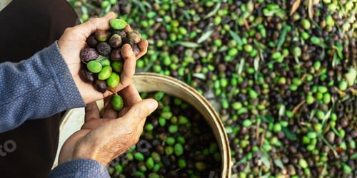 Preview: Senior man hands harvesting olives picked from olive trees in Cyprus ,top view