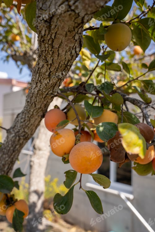 Preview: Close-up of fresh lotus or persimmon fruit hanging on a tree branch