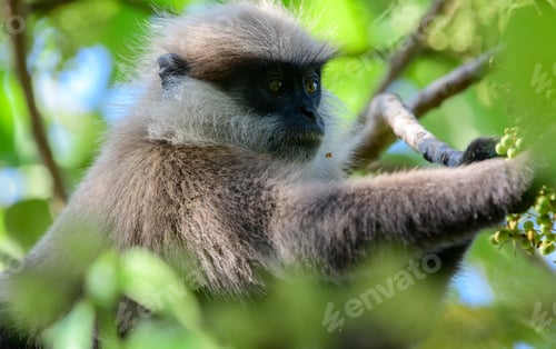 Preview: Purple-faced langur reaching for the wild fruits in the tree, close-up photograph.