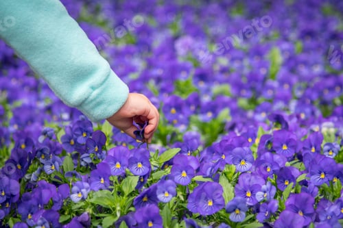 Child Hand Gently Touches a Purple Flower