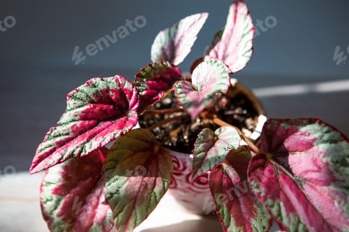Preview: Begonia Maui Sunset decorative-deciduous Rex, scarlet leaf close-up in bright sunlight