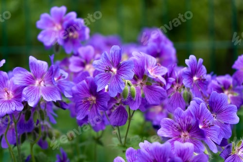 Preview: Gorgeous purple bohemian geranium. Lilac geranium flowers in the flowerbed. Beautiful background
