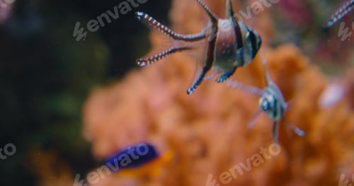 Preview: Banggai Cardinalfish swimming over soft coral, mangrove roots in captivity, aquarium. Endangered