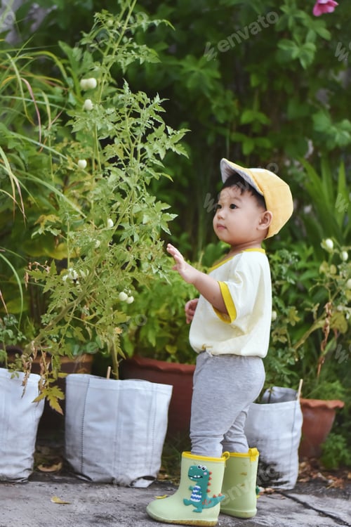Preview: Tomato picking