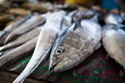 Preview: Close up of fish on display in a fish market (Muscat, Oman)