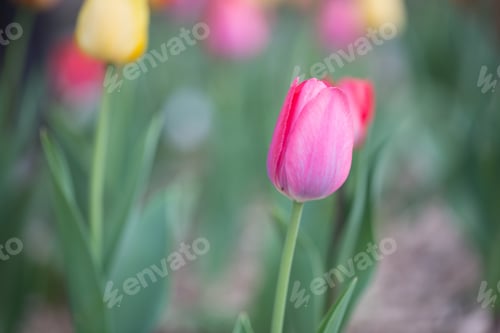 Preview: Pink Tulip Garden