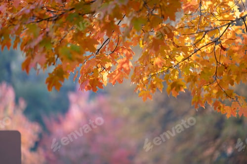 Preview: Autumn forest background. Vibrant colorful trees foliage in fall park.