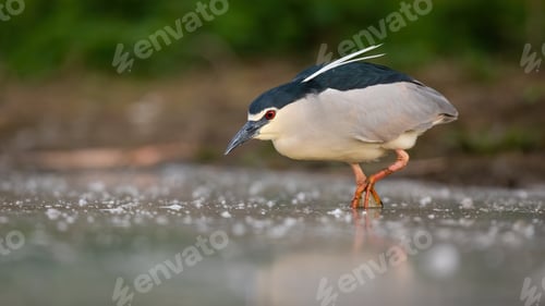 Preview: Black-crowned night heron wading in water in wet nature