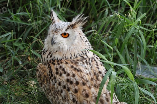 Preview: Siberian eagle owl resting in the meadow