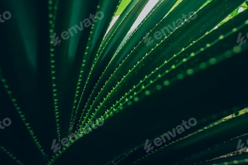 Preview: Close up of dark green succulent leaves. Beautiful natural pattern