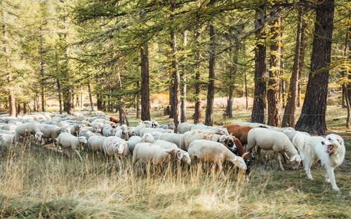 Preview: A dog leading flock of sheep to graze on meadow in autumn forest