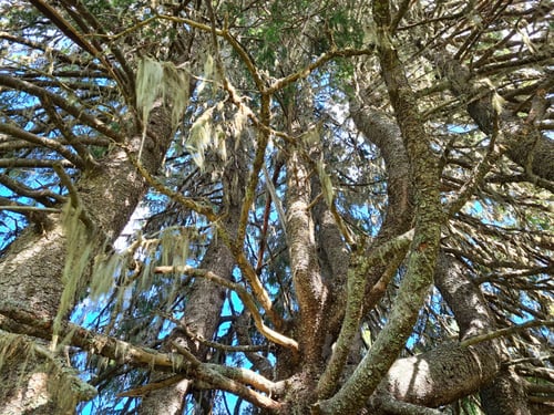 Preview: Branches of a large tree covered in moss with a clear blue sky in the background. Jamtland, Sweden
