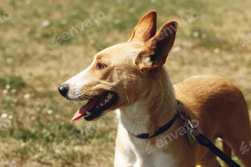 Preview: big yellow dog from shelter in belt posing outside in sunny park