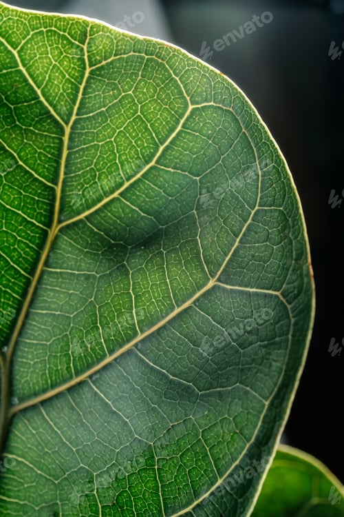 Preview: The leaf of the house plant is close.