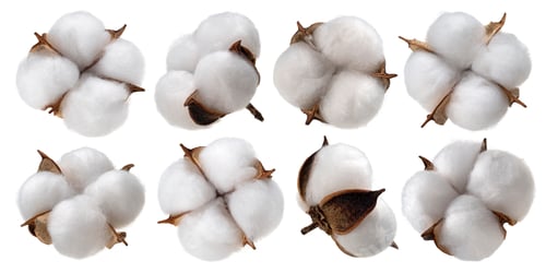 Preview: Cotton plant flower isolated on white background, collection