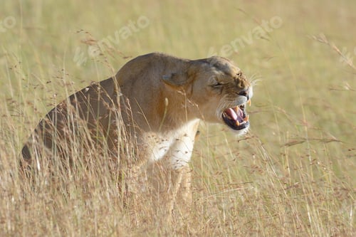 Preview: African lion in the Park South Africa