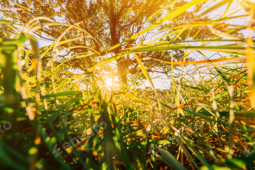 Preview: Low angle view Sunlight sunshine sun and grass Old wood oak tree in Summer sunny day. Sunlight