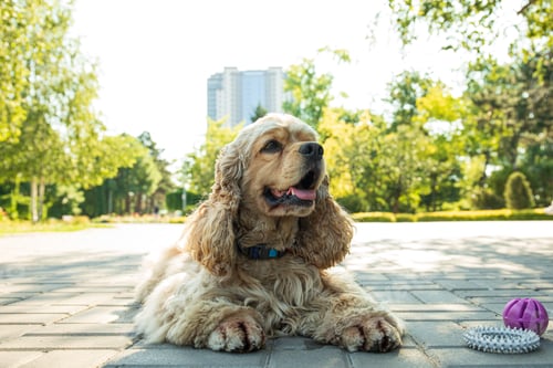 Preview: American spaniel, concept of pet and best friend - dog