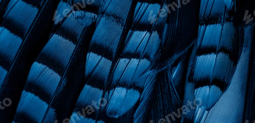 Preview: blue and black jay feathers. background or texture