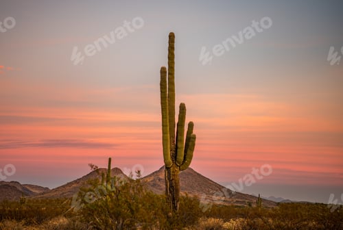 Preview: Huge cactus plant against the sky at sunset
