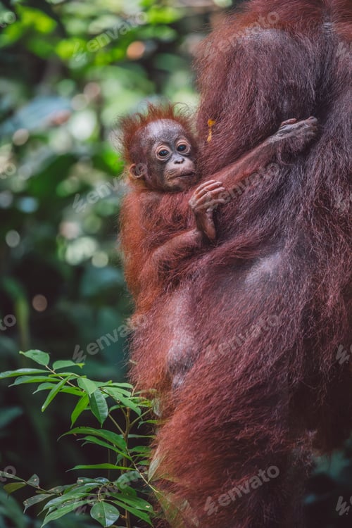 Preview: Orangutans