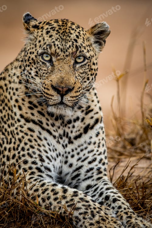 Preview: Close up of a big male Leopard.