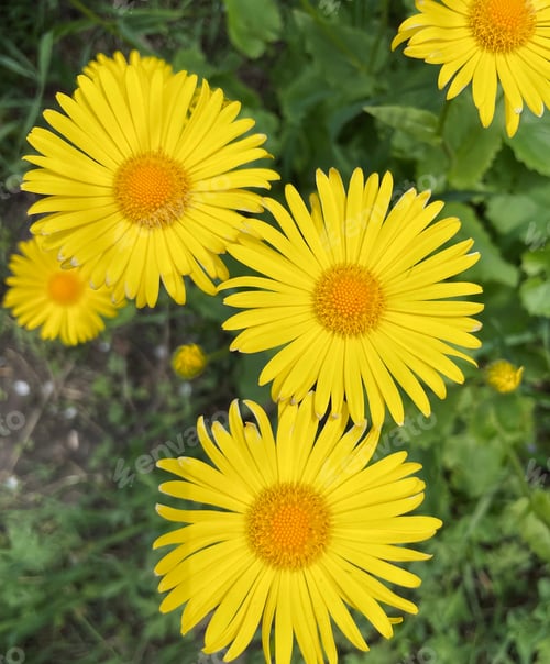 Preview: Spring flowers in different colors