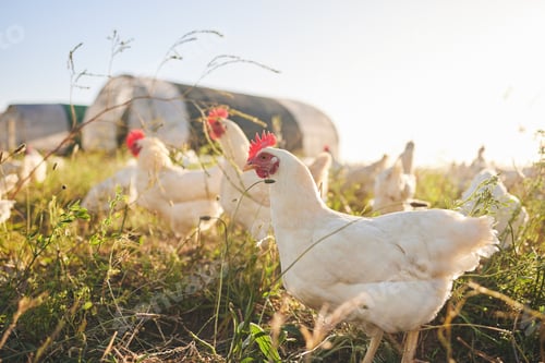 Preview: Nature, chicken farm in field and coup in green countryside, free range agriculture and sunshine. P