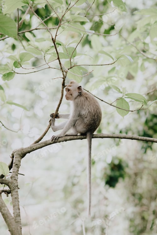 Preview: Monkeys in Ubud Monkey Forest, Bali