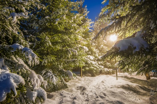 Preview: Winer fir covered with snowin park